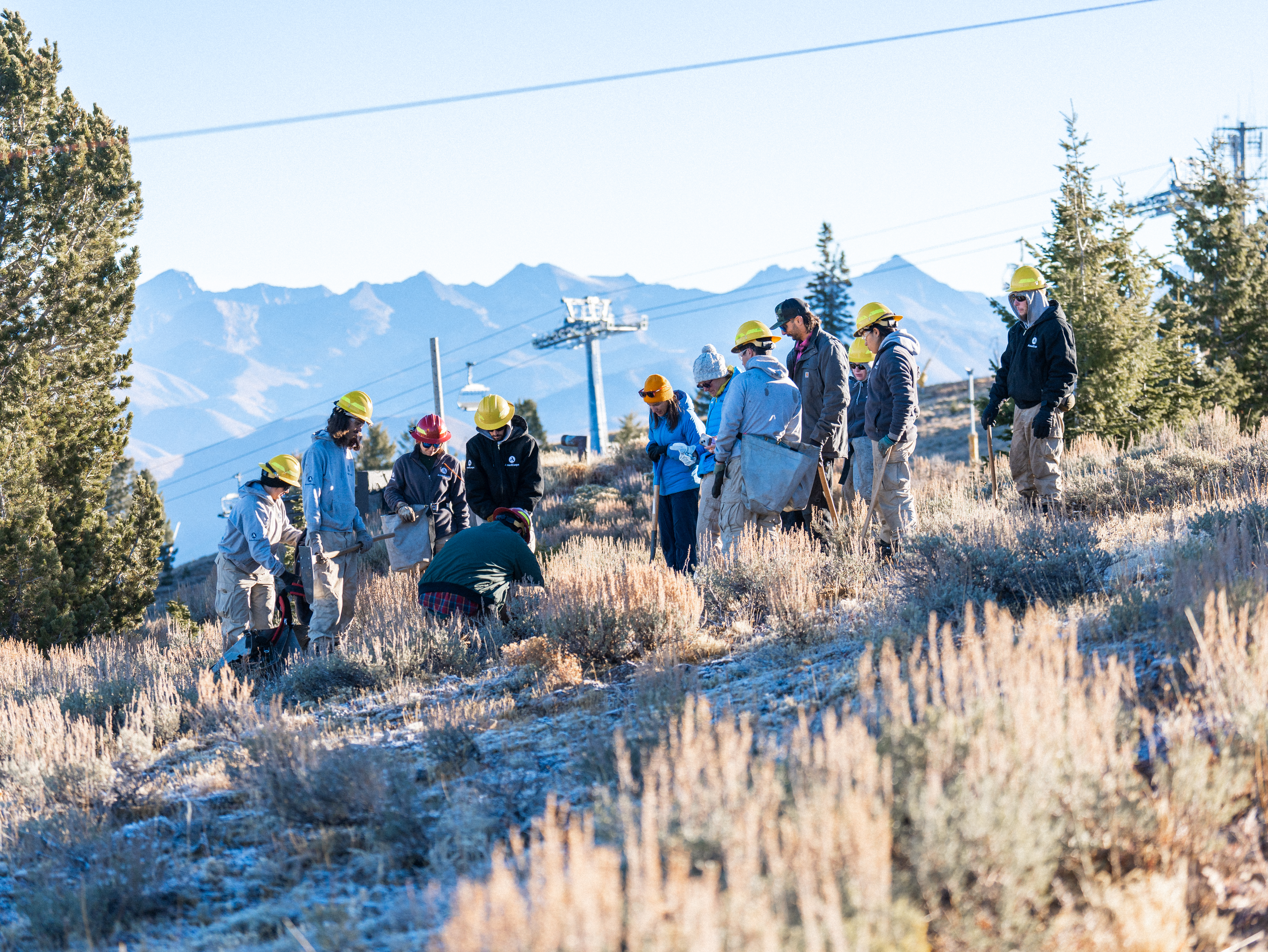 whitebarkpine-tree-planting-project-(5-of-9)
