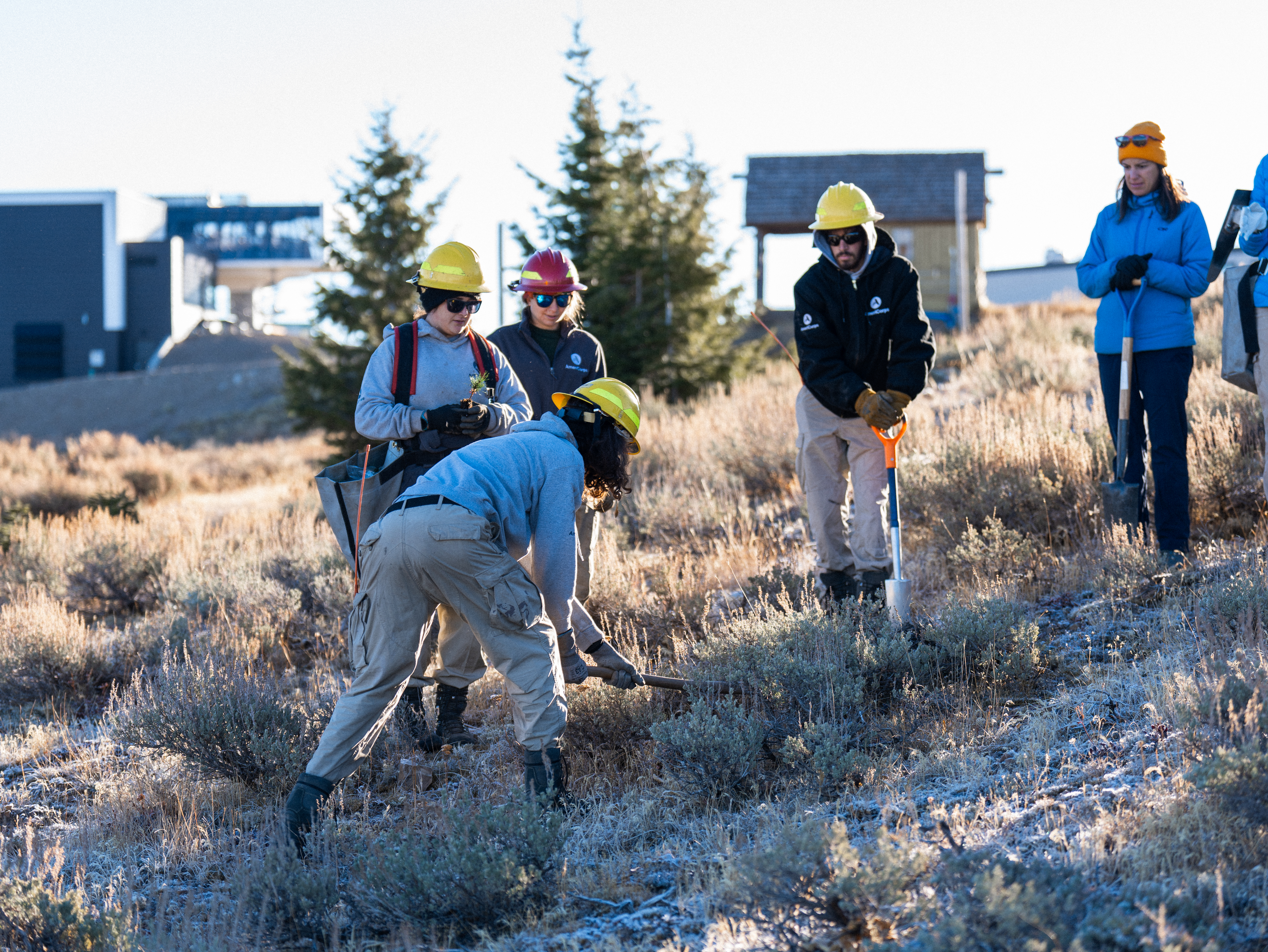 whitebarkpine-tree-planting-project-(6-of-9)