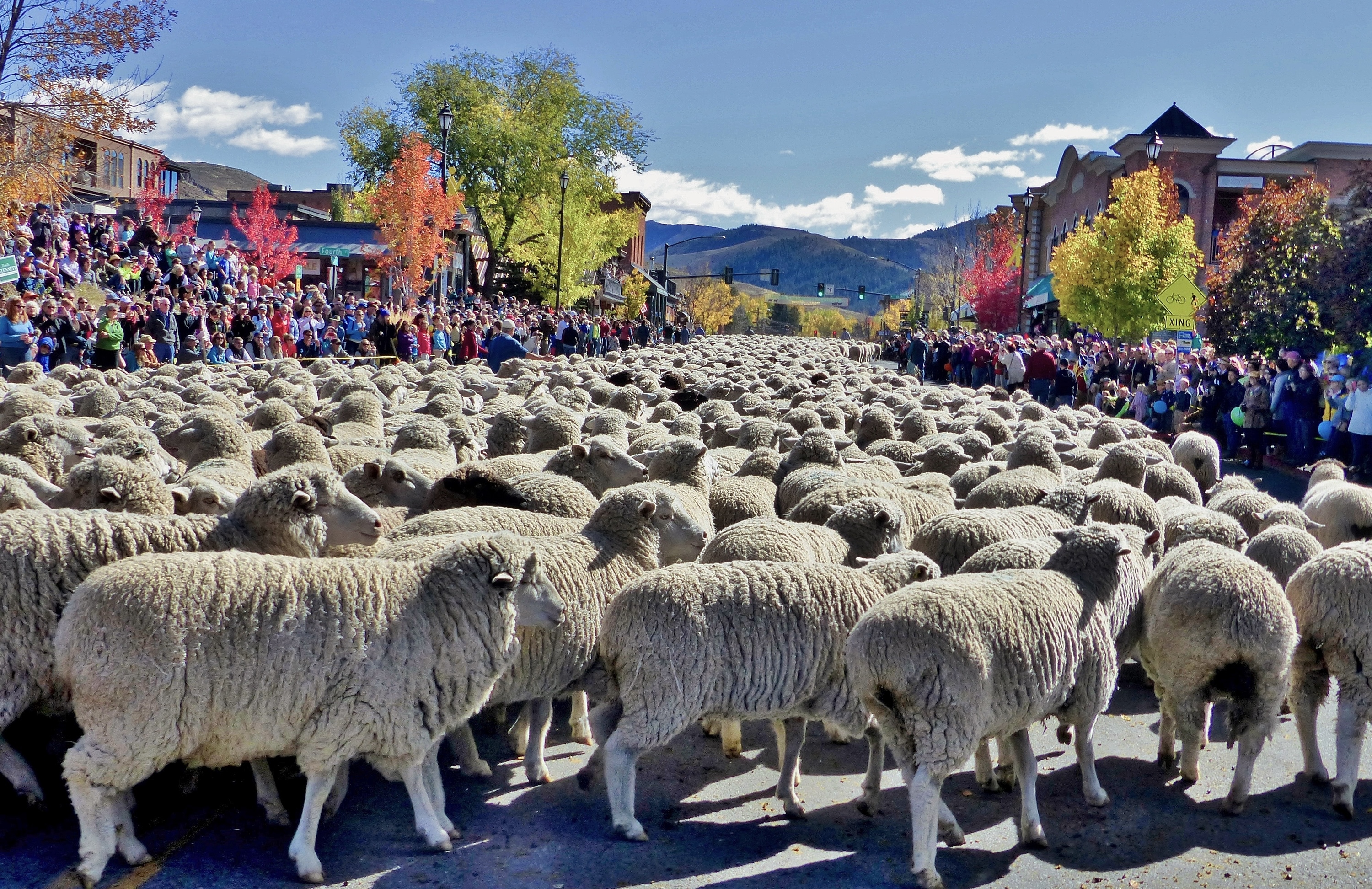 sheep-parade-sheep-band-best-credit-carol-waller.jpg