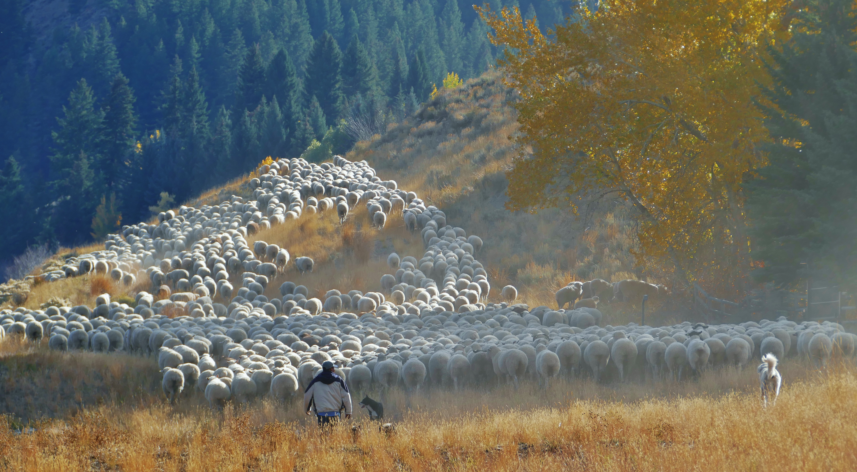 sheep-trailing-with-herder-dogs-fall-s-of-ketchum-credit-carol-waller