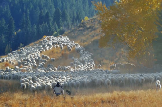sheep-trailing-with-herder-dogs-fall-s-of-ketchum-credit-carol-waller