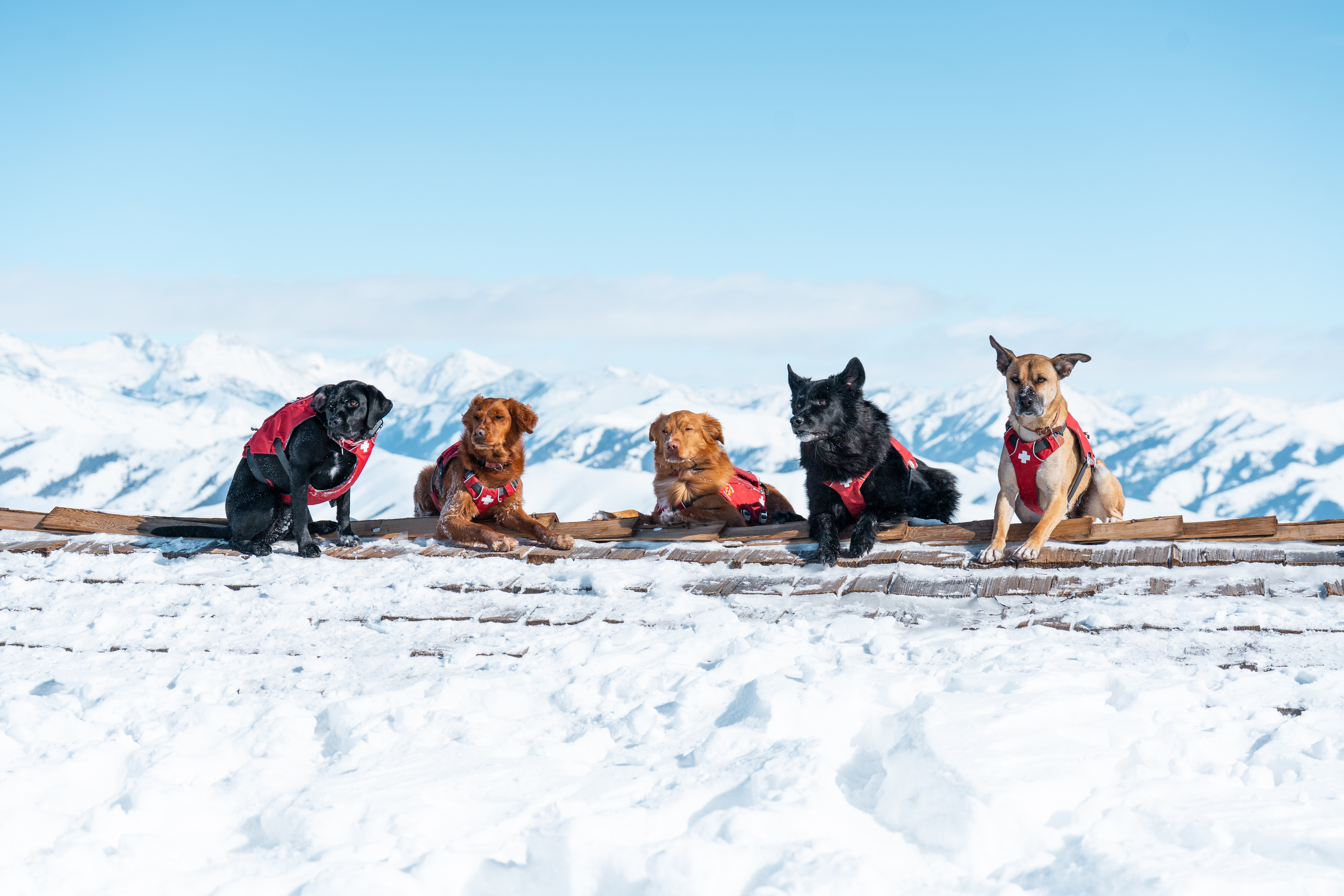 svr_avy_dogs_svski-patrol_02-18-25_17