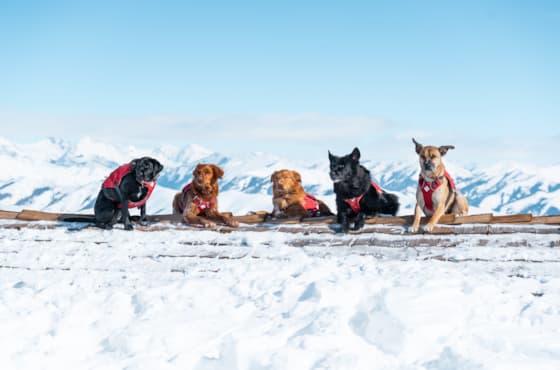 svr_avy_dogs_svski-patrol_02-18-25_17