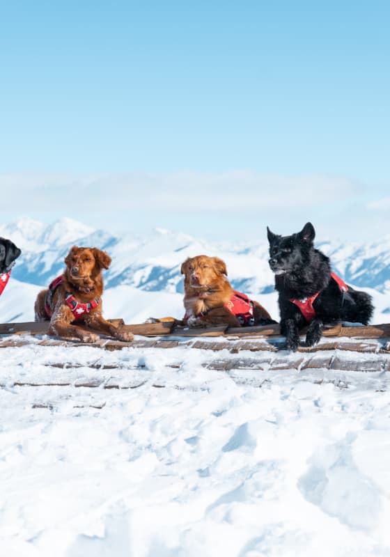 svr_avy_dogs_svski-patrol_02-18-25_17